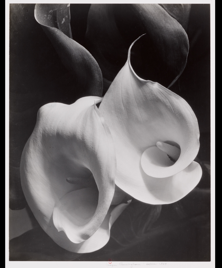 Deux callas, Imogen Cunningham