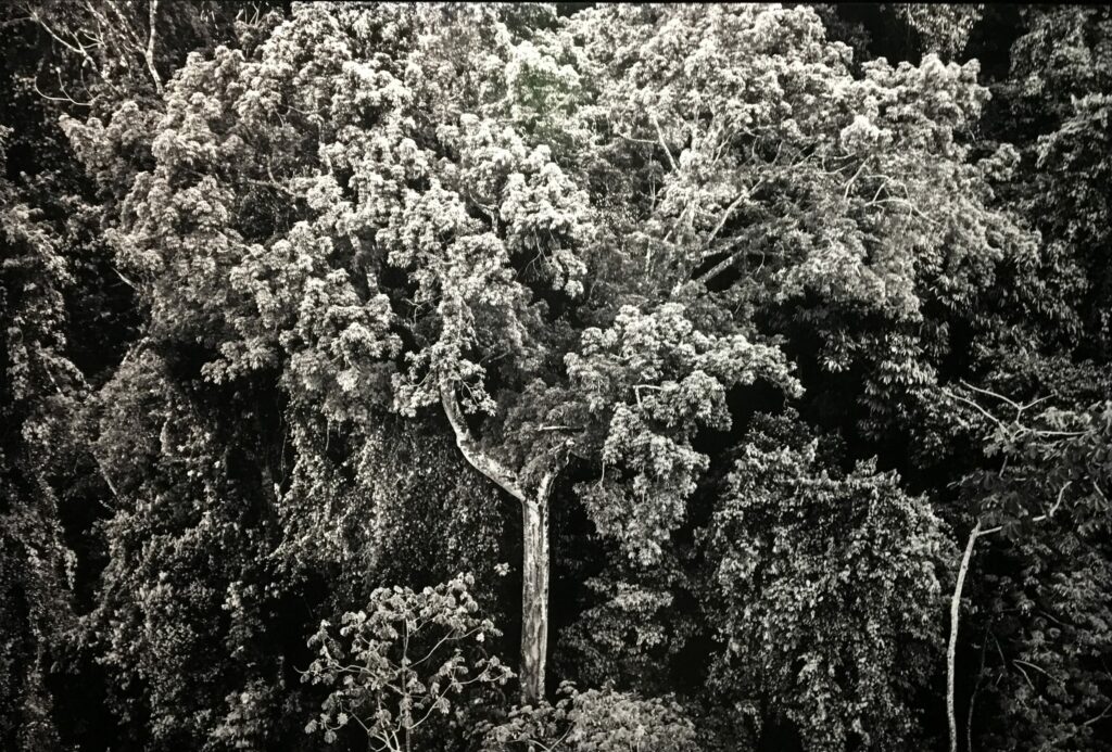 AMAZÔNIA, Sebastião Salgado