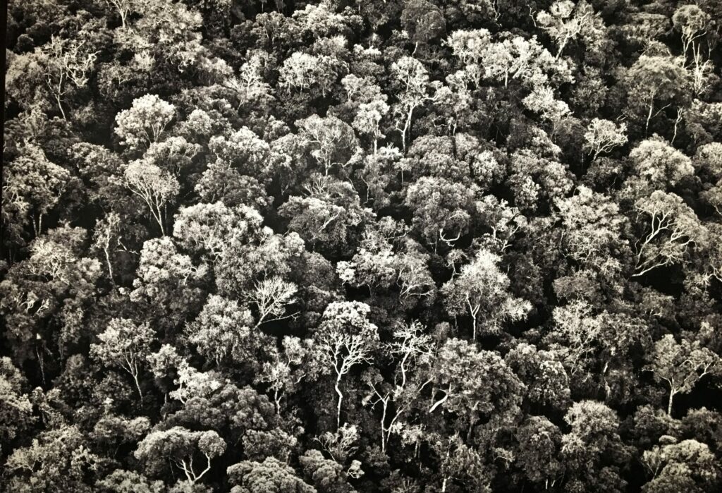 AMAZÔNIA, Sebastião Salgado