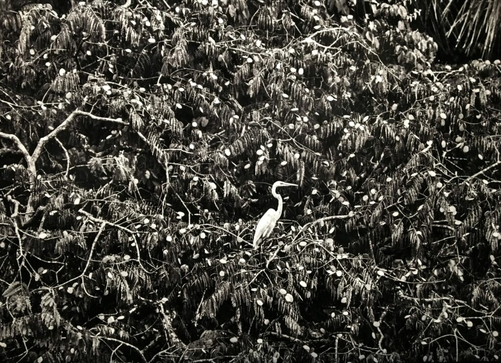 AMAZÔNIA, Sebastião Salgado