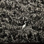 AMAZÔNIA, Sebastião Salgado