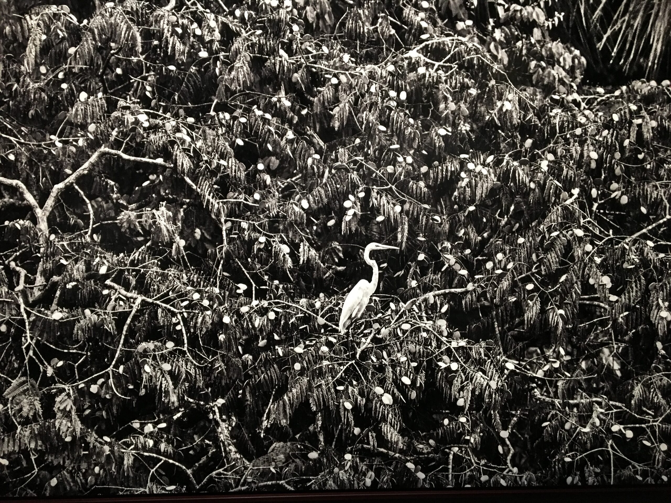 AMAZÔNIA, Sebastião Salgado