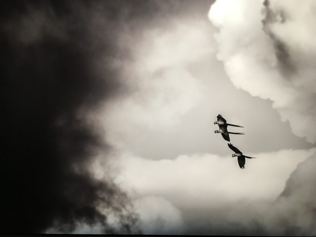 AMAZÔNIA, Sebastião Salgado