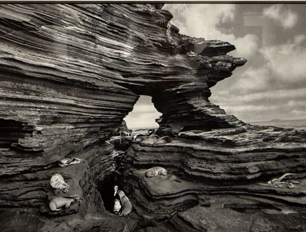 Salgado